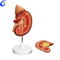 China Human Anatomy Kidney Models tillverkare - MeCan Medical