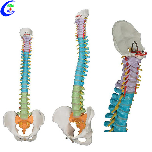 Modely Anatomika Spine tsara indrindra miloko tsanganana Vertebral mora vidy vidin'ny orinasa - MeCan Medical