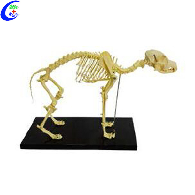 Fabricantes de modelos de esqueleto de animales de gato de pl&aacute;stico personalizados de China