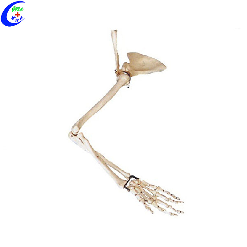 High Quality Educational Skeleton Hand Bone Model Wholesale - Guangzhou MeCan Medical Limited