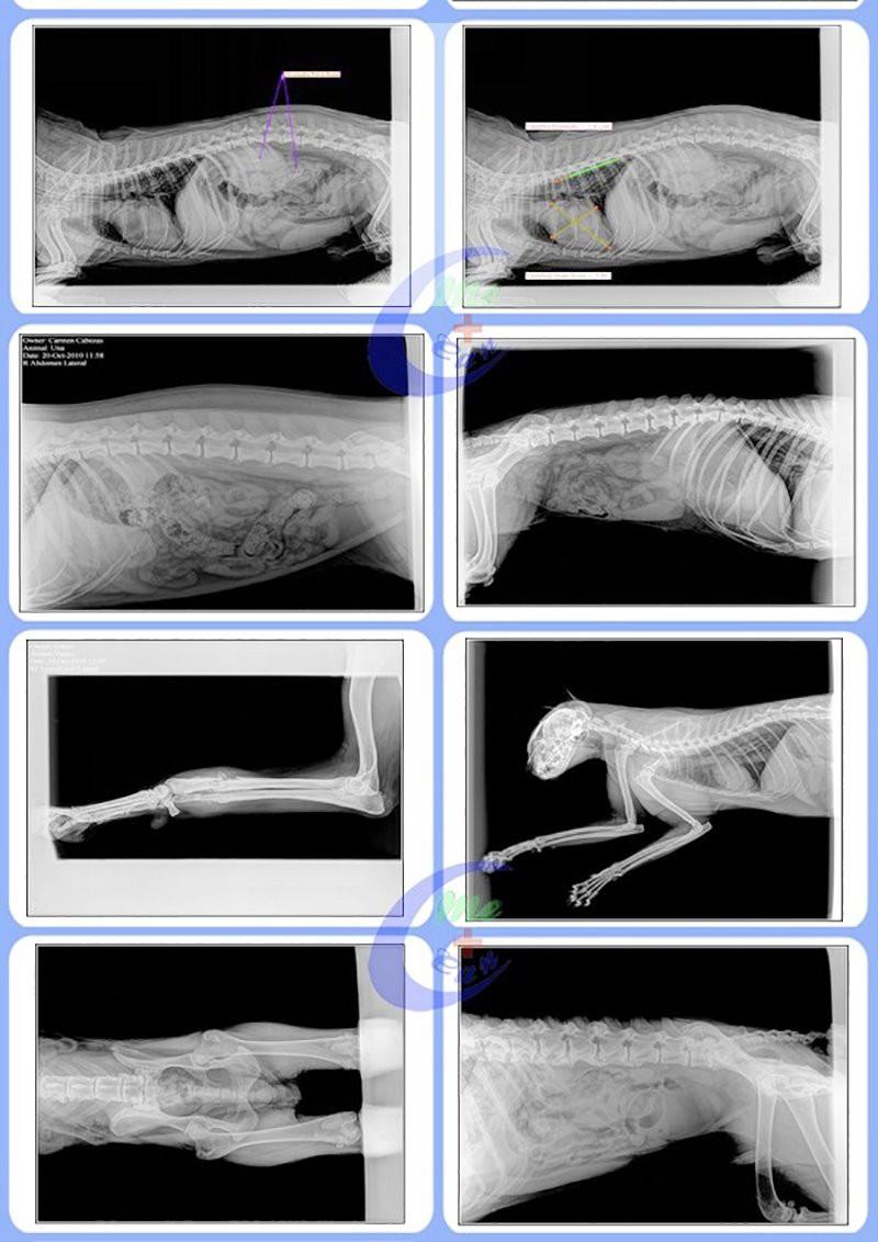 Test images of our veterinary digital radiography x ray machine.(1)