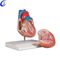 Wholesale Anatomical Human Heart Model with good price - MeCan Medical