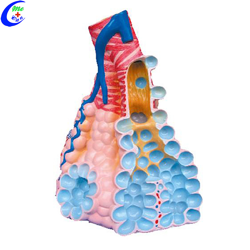 China Human Respiratory System and Alveolus model manufacturers - MeCan Medical