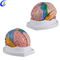 Wholesale Human Plastic Brain 3D Model with good price - MeCan Medical