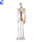 Rega Pabrik Model Skeleton Anatomi Manungsa Medis - MeCan Medical