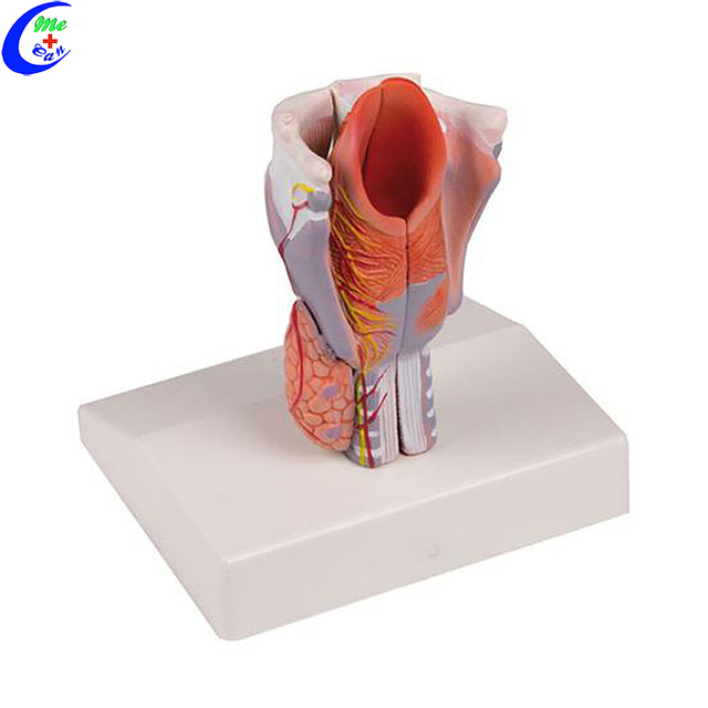 China Medical Anatomical Teaching Aids Larynx Modely mpanamboatra - MeCan Medical