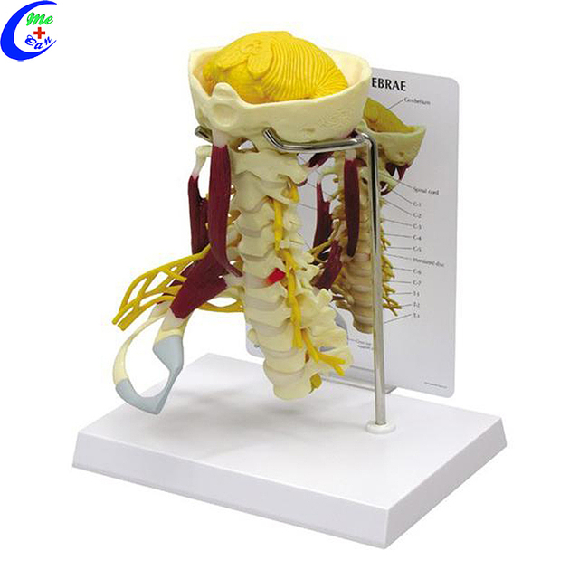 Ambongadiny modely 3D hazondamosina olombelona Anatomy avo lenta - Guangzhou MeCan Medical Limited