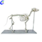 Customized Plastic Cat Animal Skeleton Models manufacturers From China