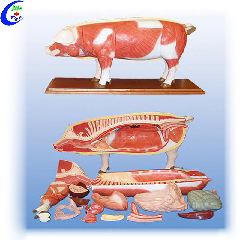 China Pig Animal Anatomical Model manufacturers - MeCan Medical