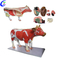 Modelo anatômico de simulação de vaca de alta qualidade no atacado - Guangzhou MeCan Medical Limited
