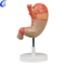 Wysokiej jakości sprzedaż hurtowa modeli anatomii medycznej żołądka - Guangzhou MeCan Medical Limited