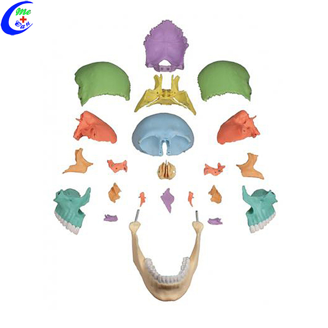 Wholesale Medical Human Anatomy Colored Skull Model with good price - MeCan Medical