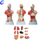 High Quality Human Anatomical Dual Sex Torso Model Wholesale - Guangzhou MeCan Medical Limited
