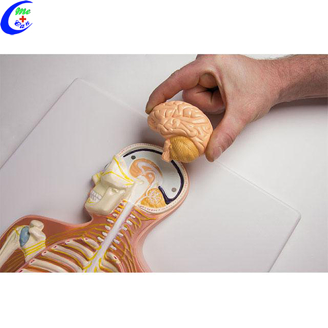 High Quality Human Anatomy Nervous System Model Wholesale - Guangzhou MeCan Medical Limited