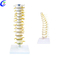 Yüksək Keyfiyyətli İnsan Anatomiyası Onurğası 3D Model Topdan Satış - Guangzhou MeCan Medical Limited