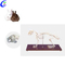 Fabricants de models d'esquelets d'animals de gats de plàstic personalitzats de la Xina