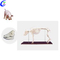Висококачествен модел на скелет на куче за продажба на едро - Guangzhou MeCan Medical Limited