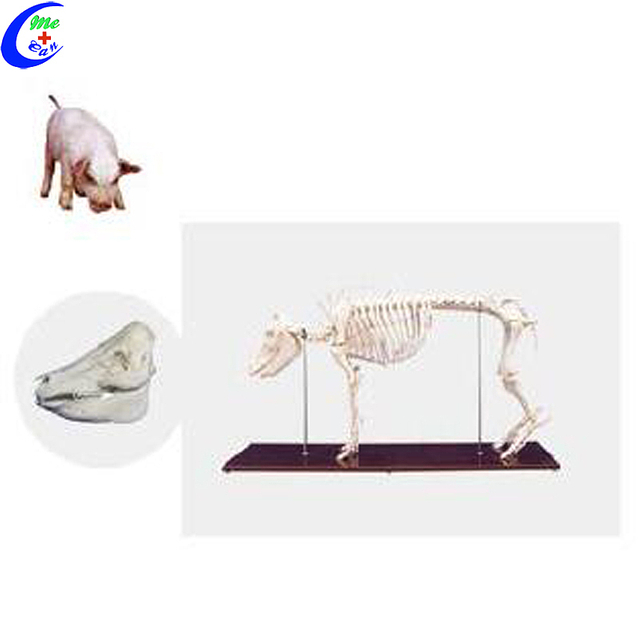 Modelo de esqueleto de animal de perro de alta calidad a la venta al por mayor - Guangzhou MeCan Medical Limited