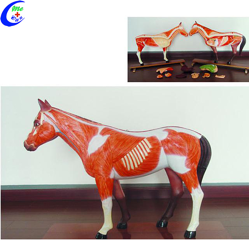 High Quality Cow Simulation Anatomical Model Wholesale - Guangzhou MeCan Medical Limited