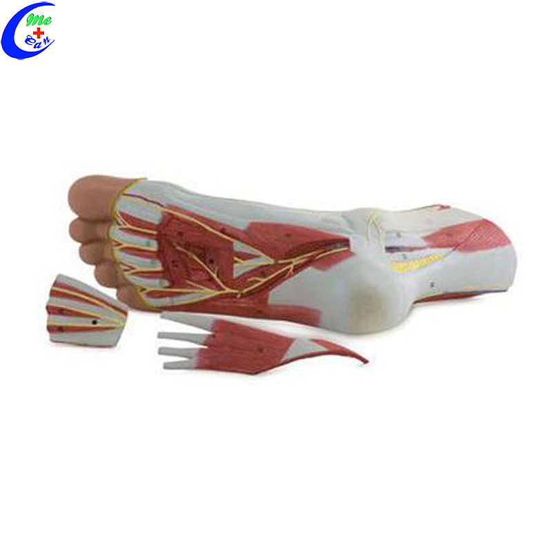 China Plastic Anatomic foot Model manufacturers - MeCan Medical