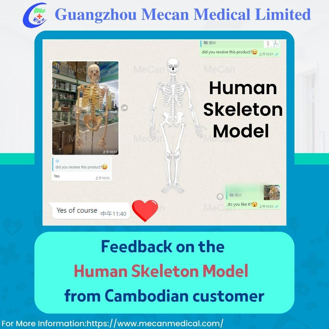 ڪمبوڊين ڪسٽمر مان انساني skeleton ماڊل تي راء | مايڪن ميڊيڪل
