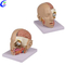 Inimese plastist aju 3D mudeli hulgimüük hea hinnaga - MeCan Medical