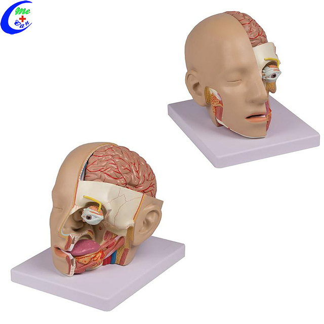Wholesale Human Plastic Brain 3D Model with good price - MeCan Medical