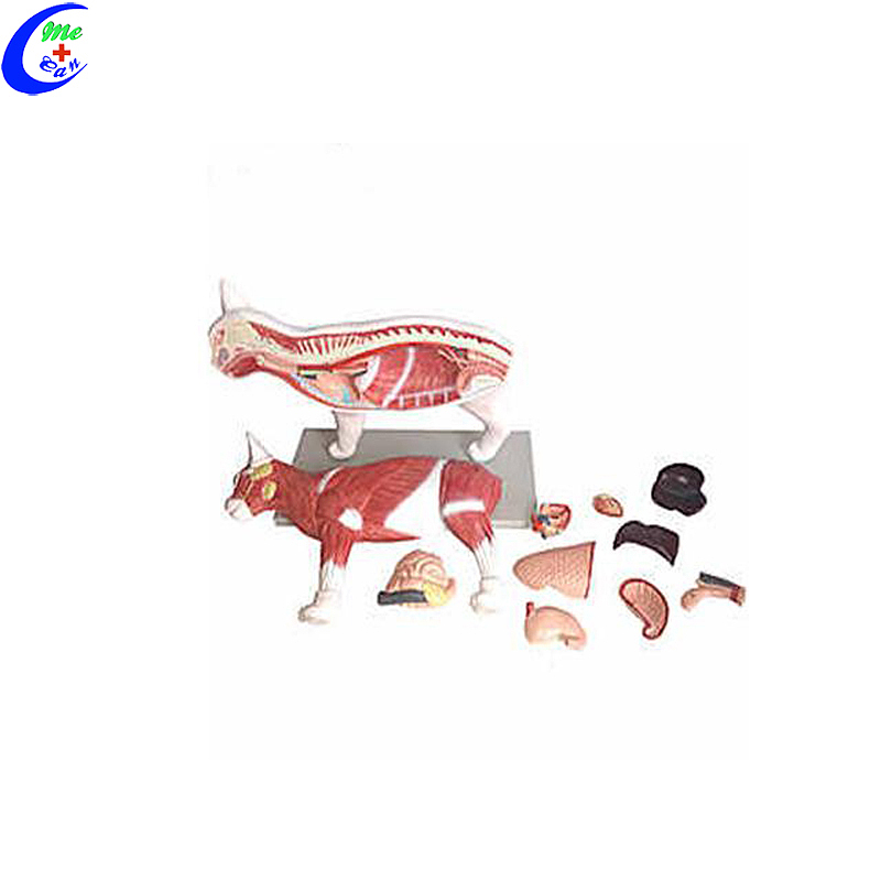 High Quality Realistic Cat Animal Anatomy Model Wholesale