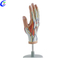 Yemhando yepamusoro Plastic Hand Anatomical Model Wholesale - Guangzhou MeCan Medical Limited