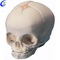 High Quality Human Anatomical Skull Model Wholesale - Guangzhou MeCan Medical Limited