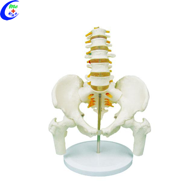 samhail anatamaíocha spine .jpg
