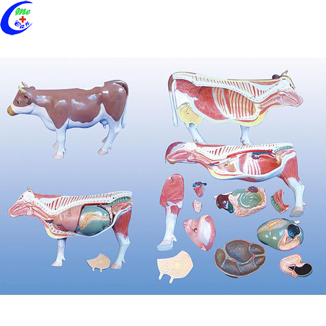 Modelo anat&oacute;mico de simulaci&oacute;n de vaca de alta calidad al por mayor - Guangzhou MeCan Medical Limited