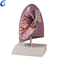 Best Lung Anatomic Model Factory Price - MeCan Medical