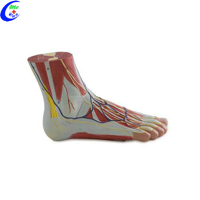 China Plastic Anatomic foot Model mpanamboatra - MeCan Medical
