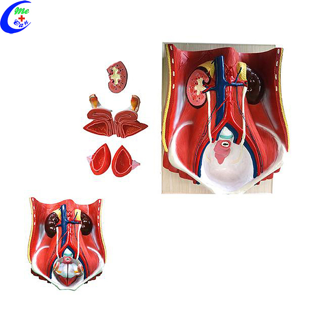 Best Quality Medical Urinary System Educational Model Factory