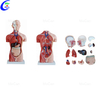 Professional Medical Manikin Male Torsoand Female Torso manufacturers
