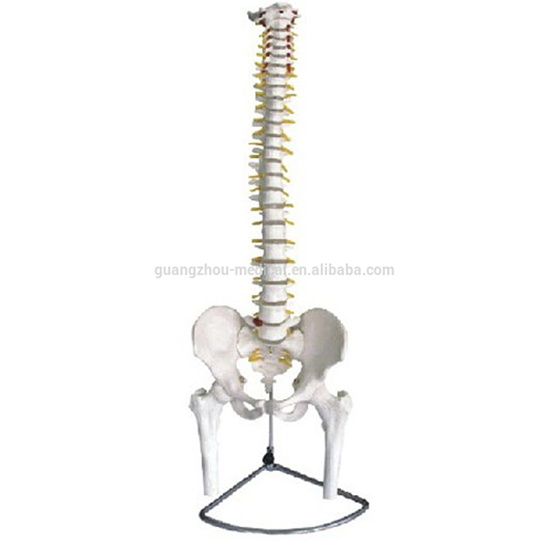 Best Inflexible Spine with Pelvis and Femur Model Anatomy Manikin Factory Price - MeCan Medical