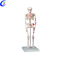 Mellor prezo de fábrica de modelo de esqueleto anatómico humano médico - MeCan Medical