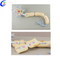 High Quality Human Anatomy Nervous System Model Wholesale - Guangzhou MeCan Medical Limited