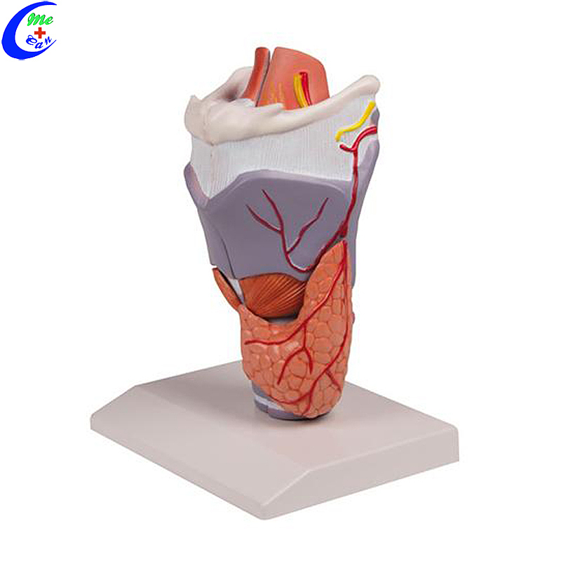 China Medical Anatomical Teaching Aids Larynx Model manufacturers - MeCan Medical