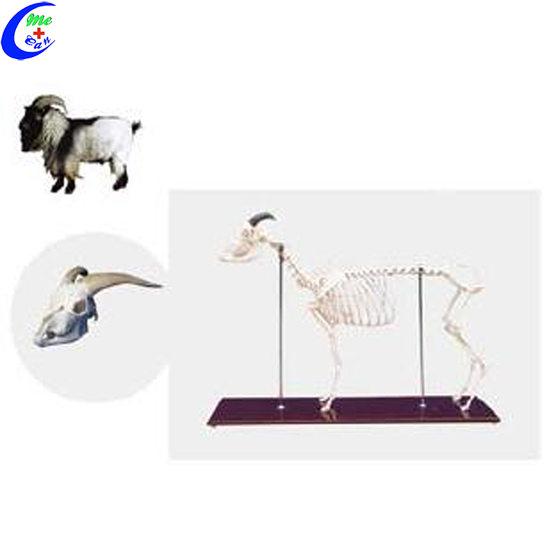 High Quality Dog Animal Skeleton Model for Sale Wholesale - Guangzhou MeCan Medical Limited