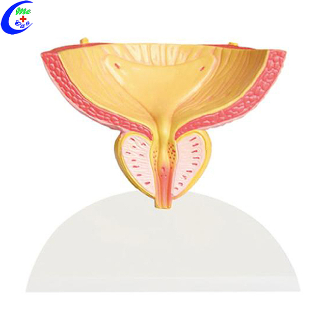 Wholesale Bladder and Prostate Anatomical Model with good price - MeCan Medical