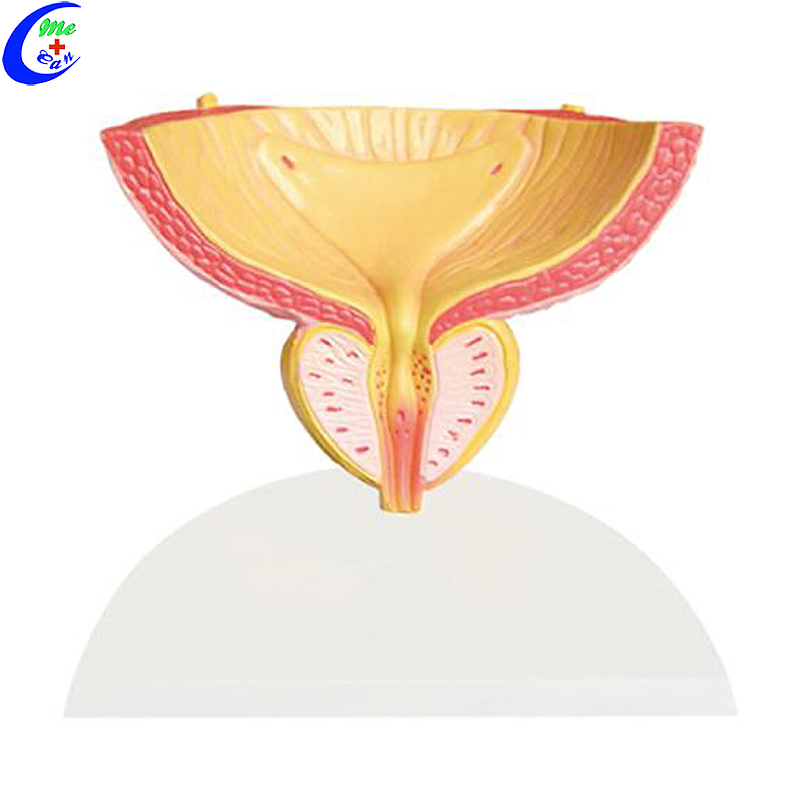 Wholesale Bladder and Prostate Anatomical Model with good price - MeCan Medical