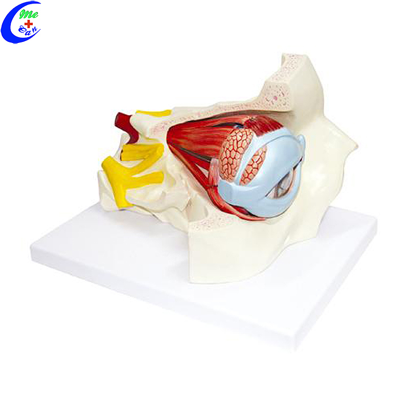 Professional Anatomical Plastic Human Eye Model and Parts manufacturers
