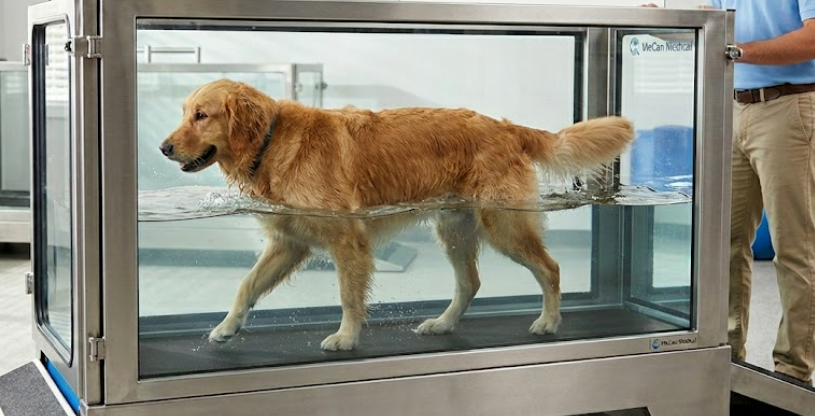 dog underwater treadmill